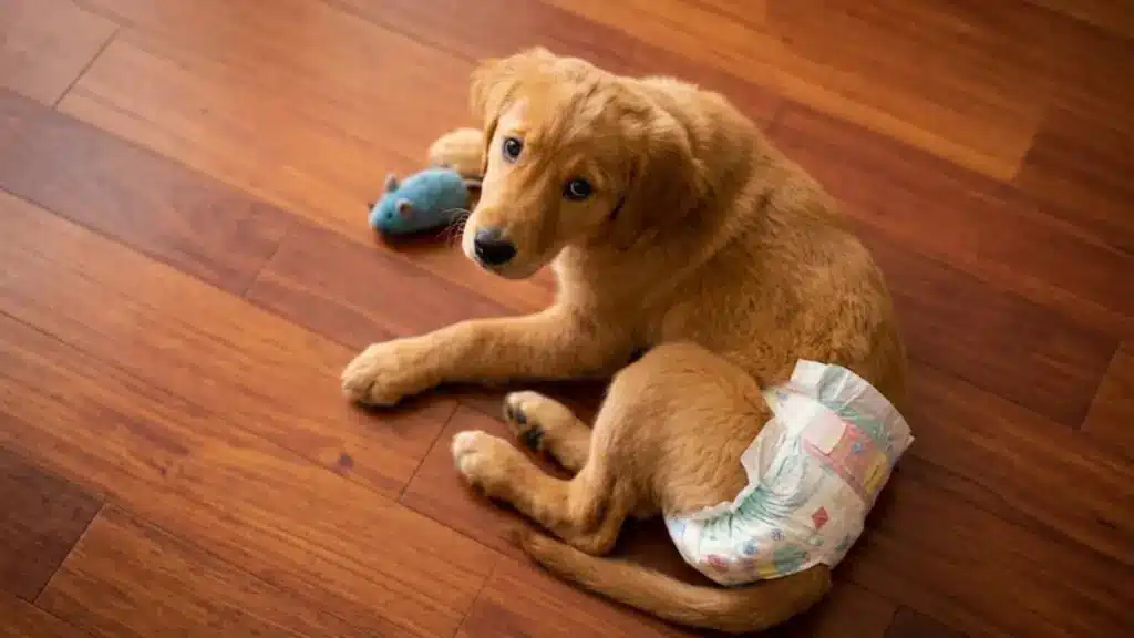 Golden retriever puppy wearing a dog diaper on a wooden floor beside a toy during heat