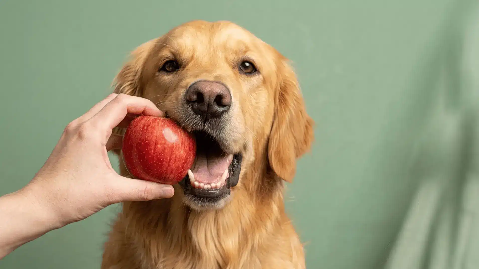 Golden retriever about to bite a red apple held by a person