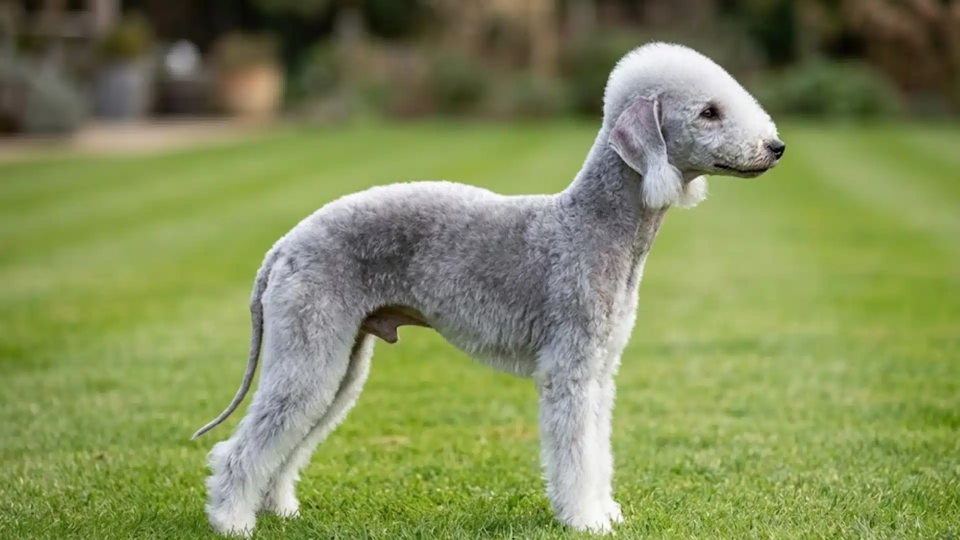 Gray Bedlington Terrier standing in profile on a green lawn with a softly blurred garden background