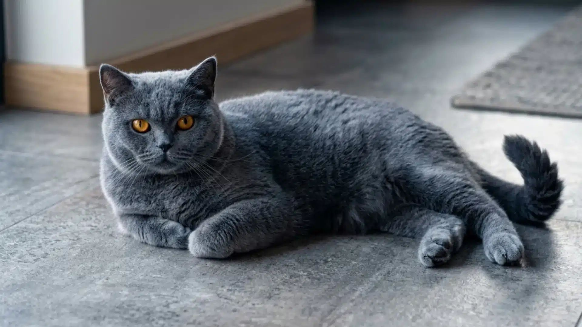Gray British Shorthair cat resting on a tiled floor indoors with bright amber eyes and plush fur