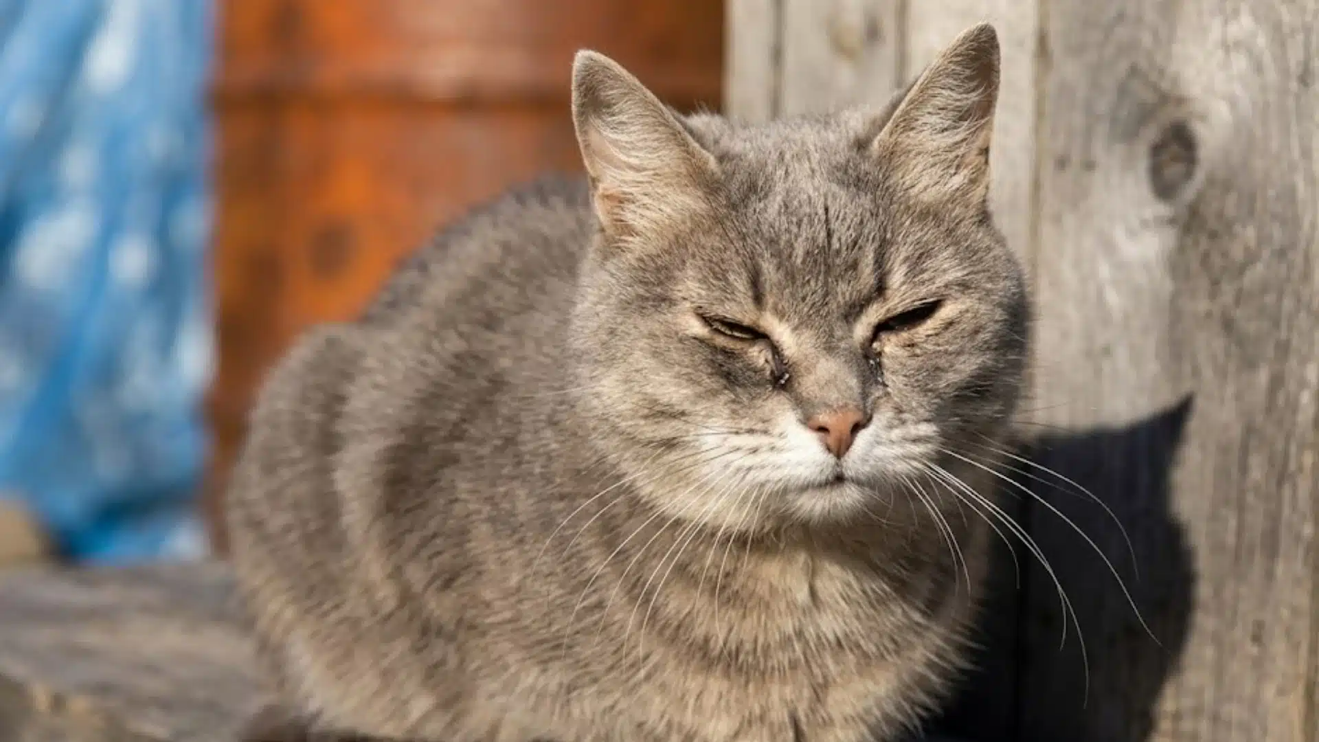 Gray cat squinting with watery eye discharge while resting beside a wooden post outdoors