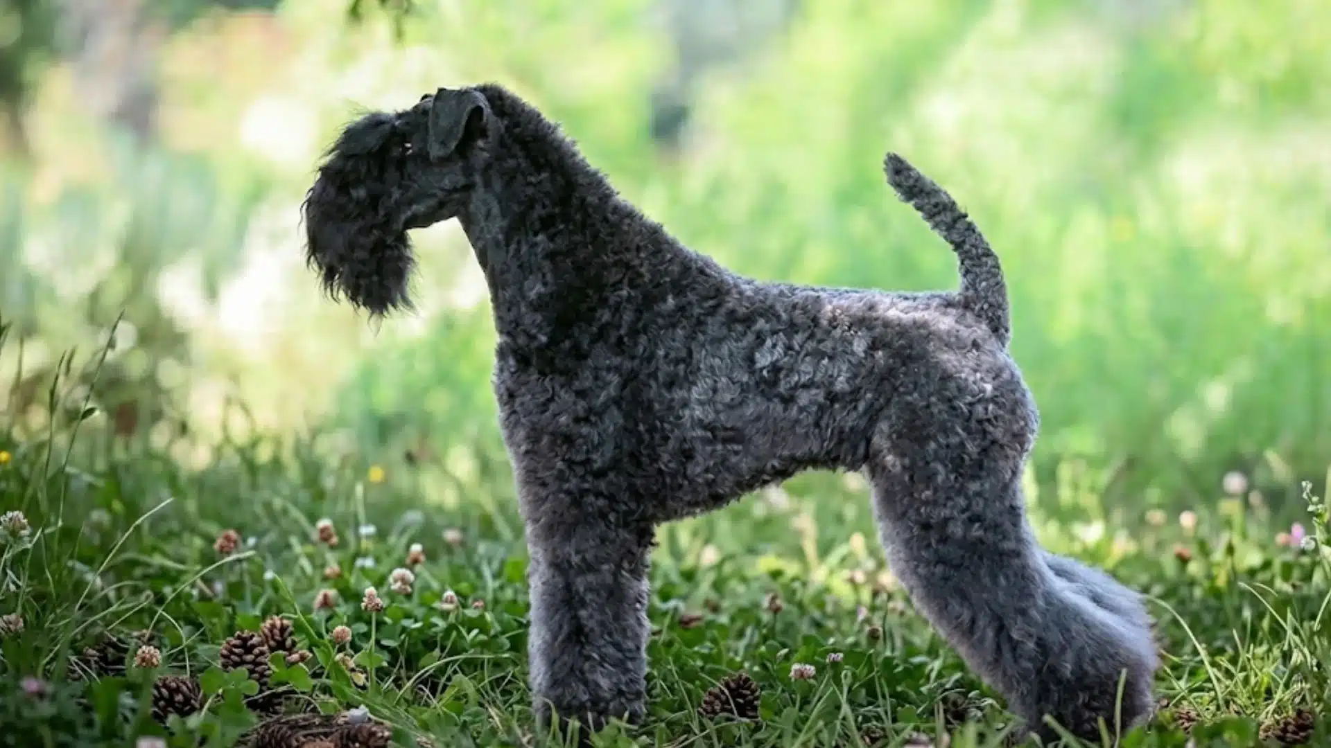 Gray Kerry Blue Terrier standing in profile among grass, clover, and pine cones in a soft green setting