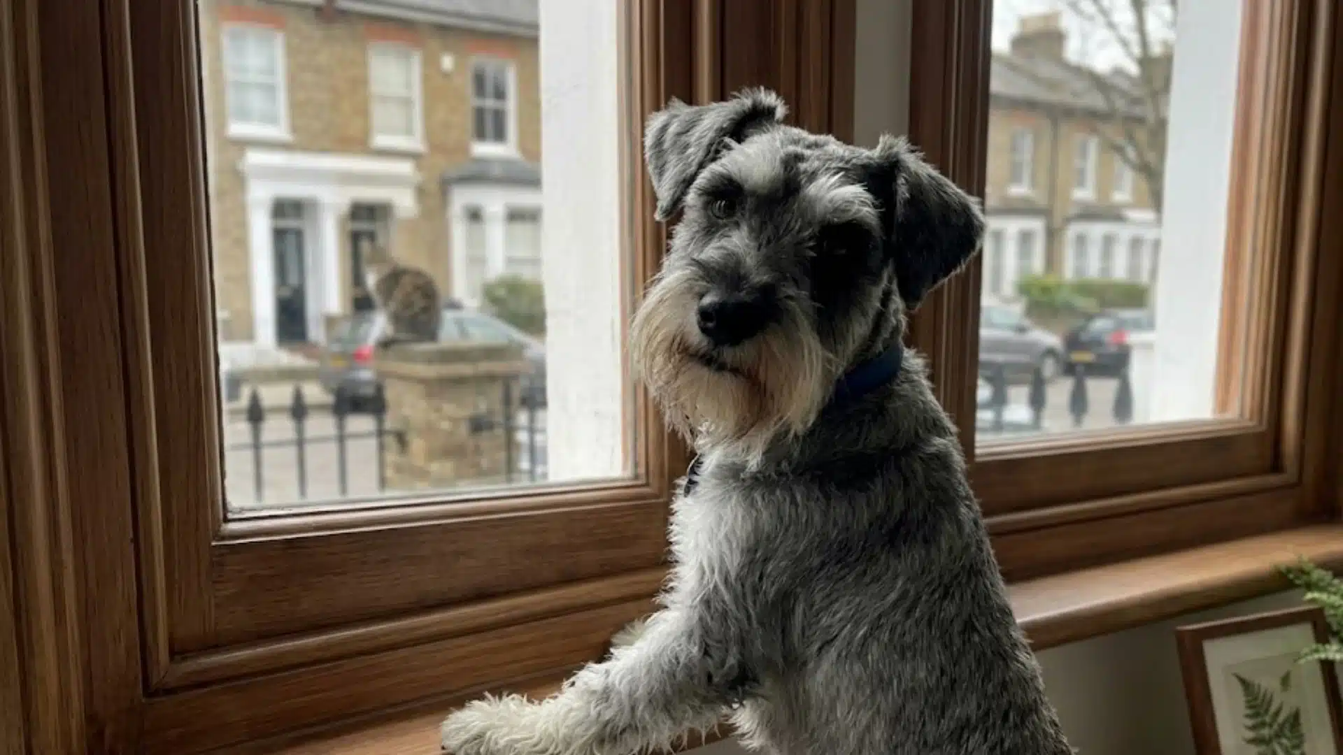 Gray Schnauzer standing by a wooden window sill and looking indoors, with a street scene outside