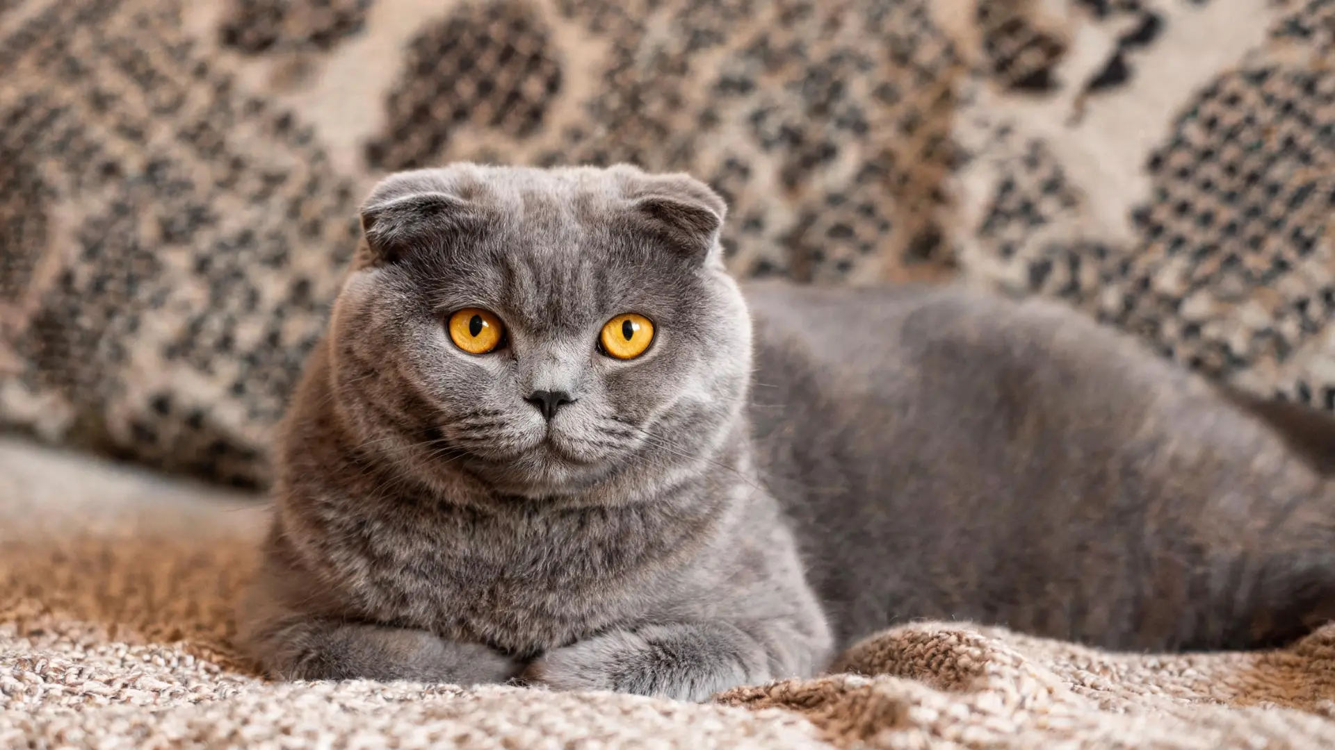 Gray Scottish Fold cat with golden eyes resting on a soft blanket