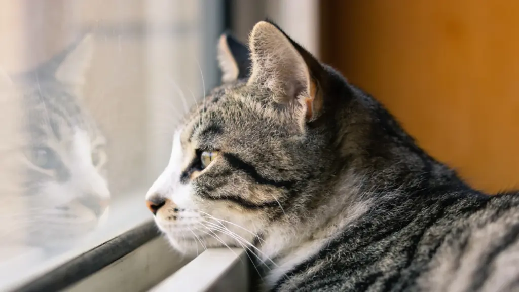Gray tabby cat gazing out a window with its reflection in the glass