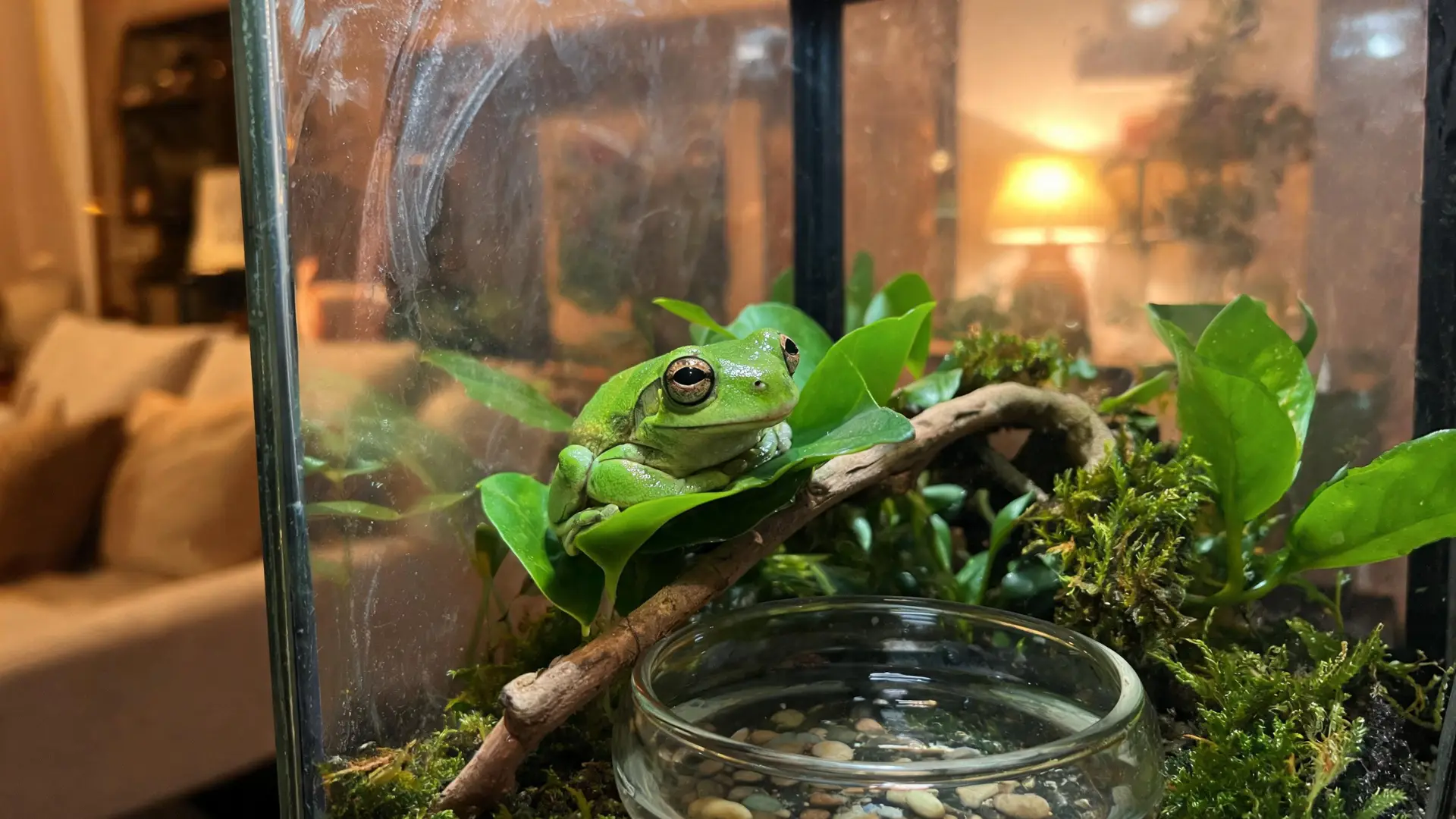Green tree frog resting on leaves inside a glass terrarium with moss, branches, and water dish