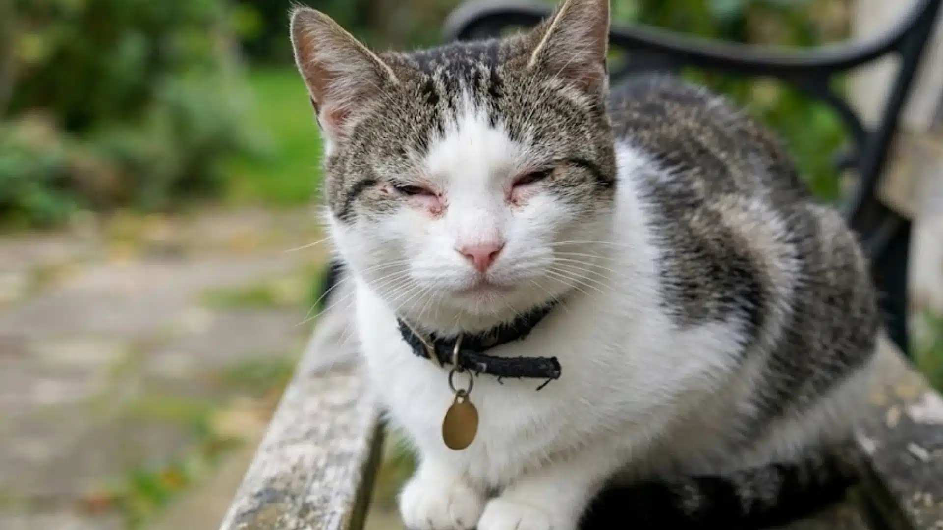 Grey and white cat with swollen, squinting eyes sitting on a bench showing cat flu symptoms