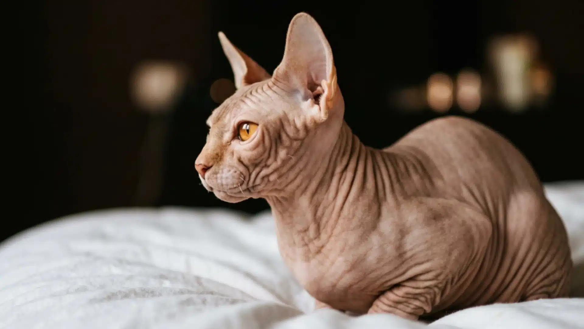 Hairless Donskoy cat on blanket