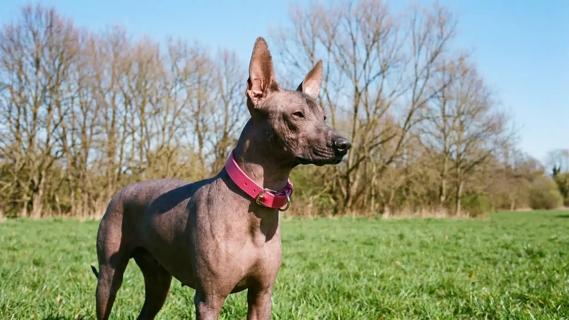 Hairless Xoloitzcuintli with smooth grey skin seated beside a carved Aztec stone