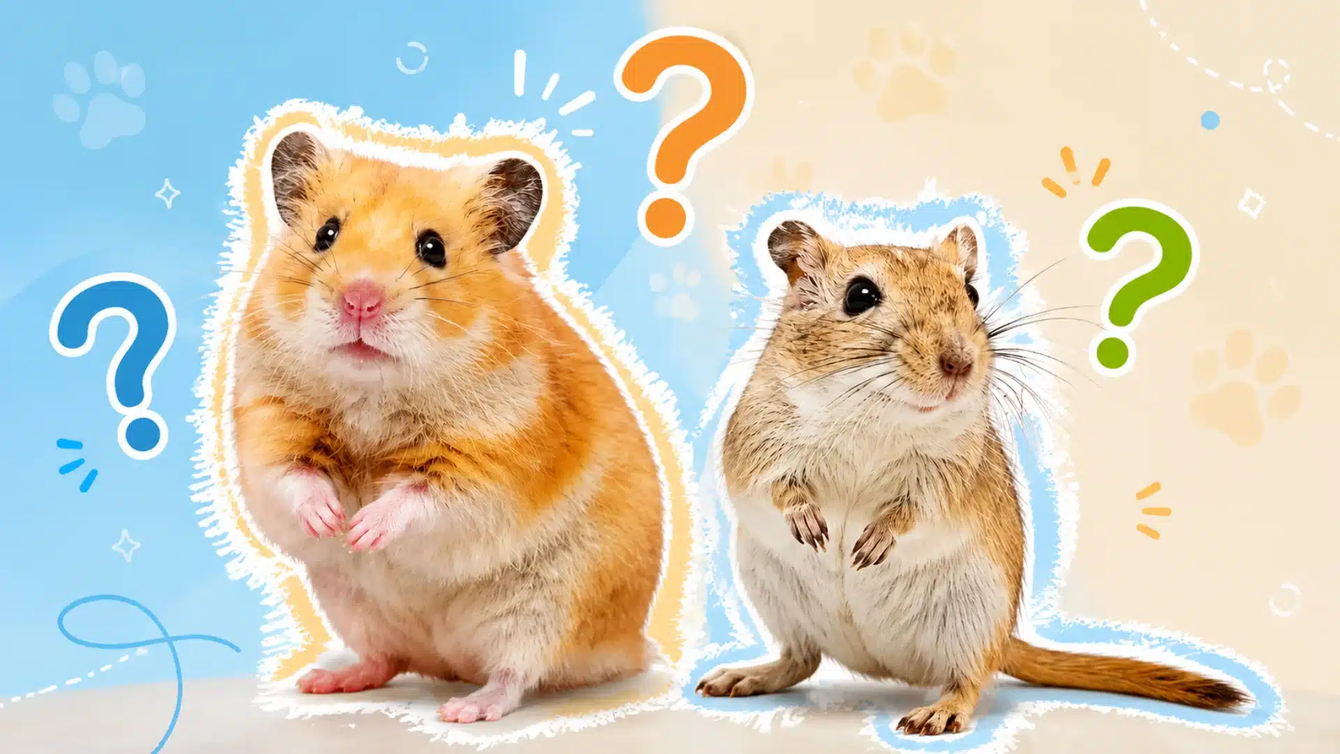 Hamster and gerbil with question marks on a playful split-color background.