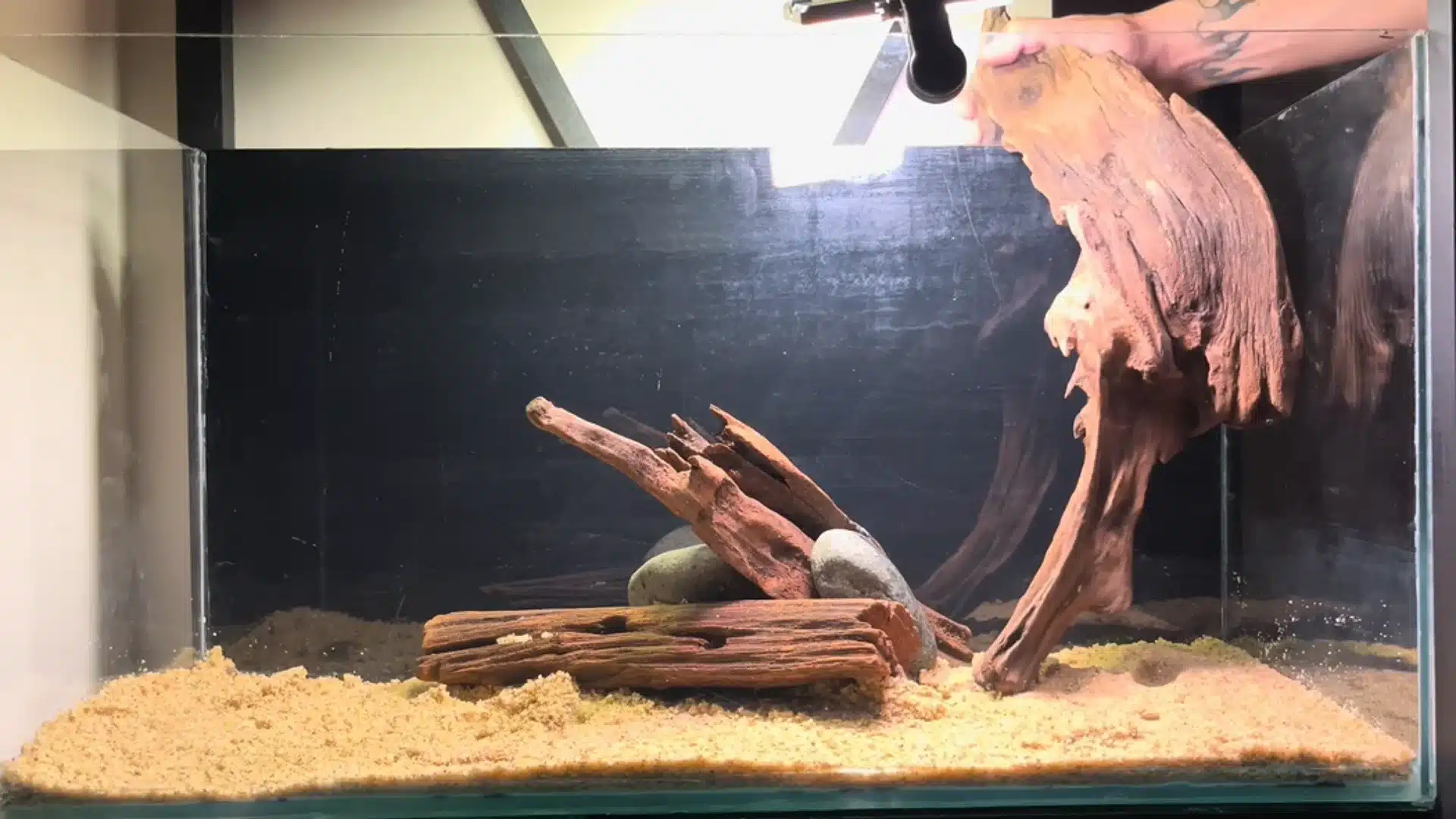 Hand places mangrove wood into an aquarium with sand and driftwood supports