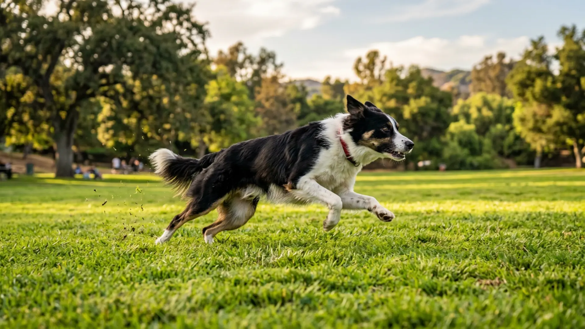 High-energy dog running across a park.