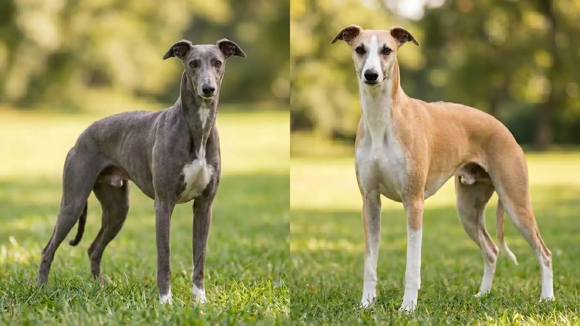 Italian Greyhound and Whippet standing side by side
