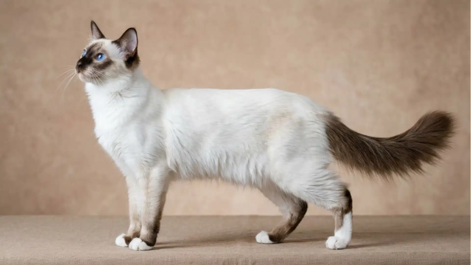 Javanese cat side profile