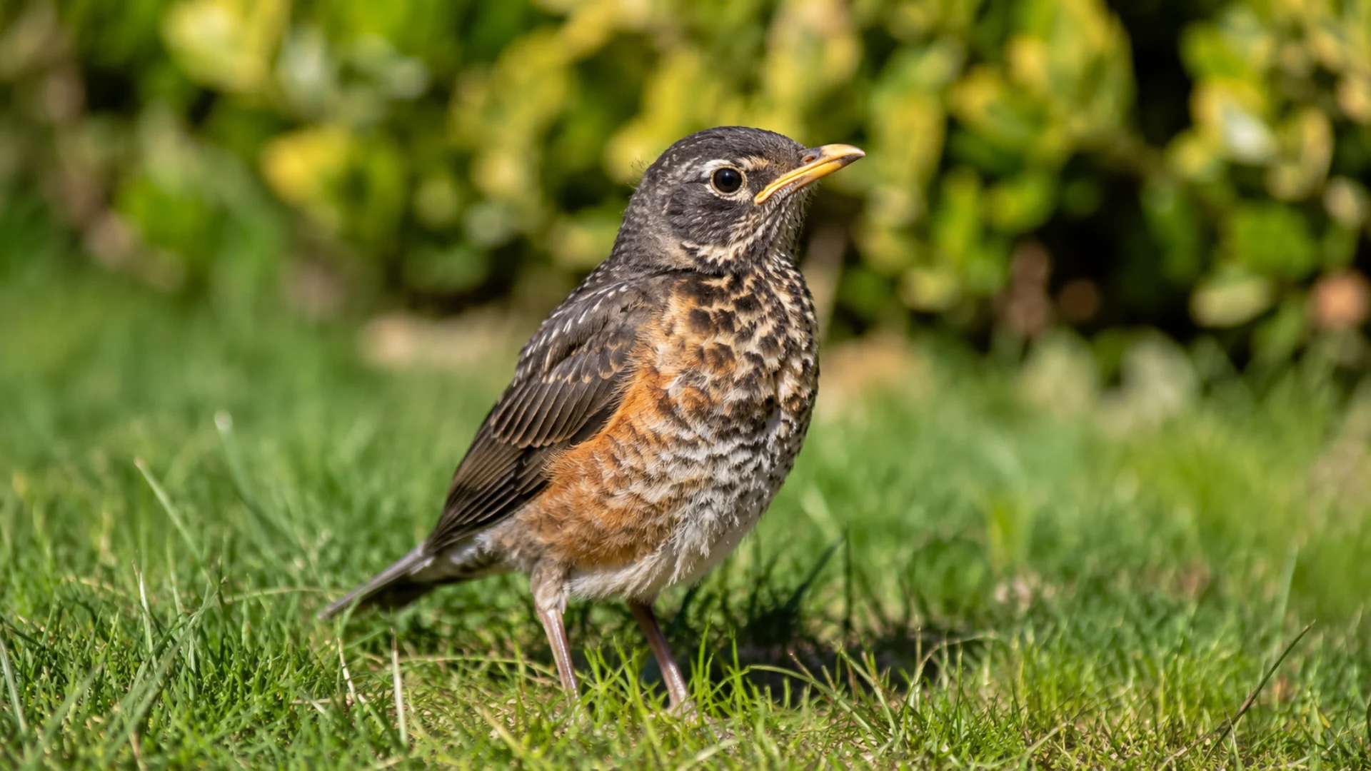 Juvenile robin standing in garden grass