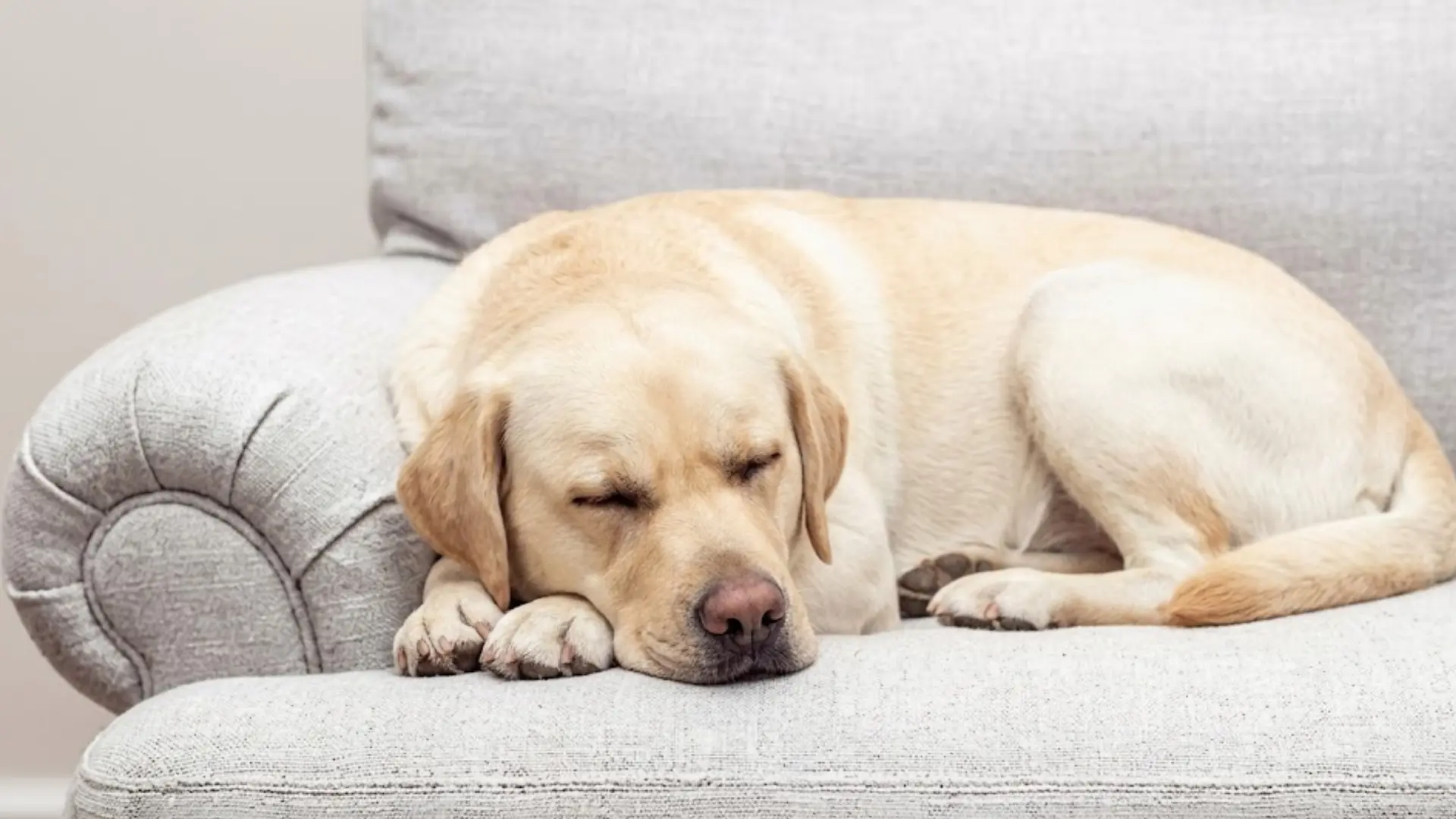 Labrador sleeping peacefully on a gray sofa at home