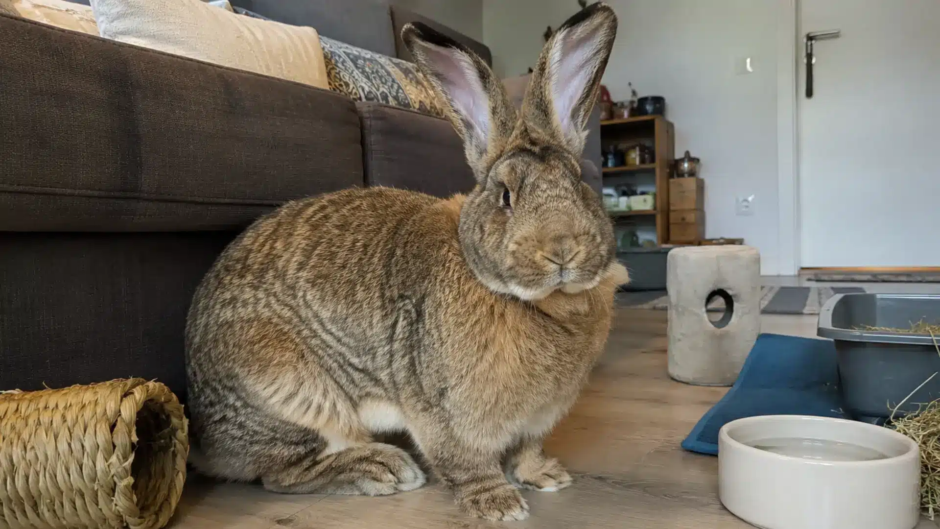 Large brown rabbit sitting indoors beside hay, water bowl, and litter tray in cozy living room