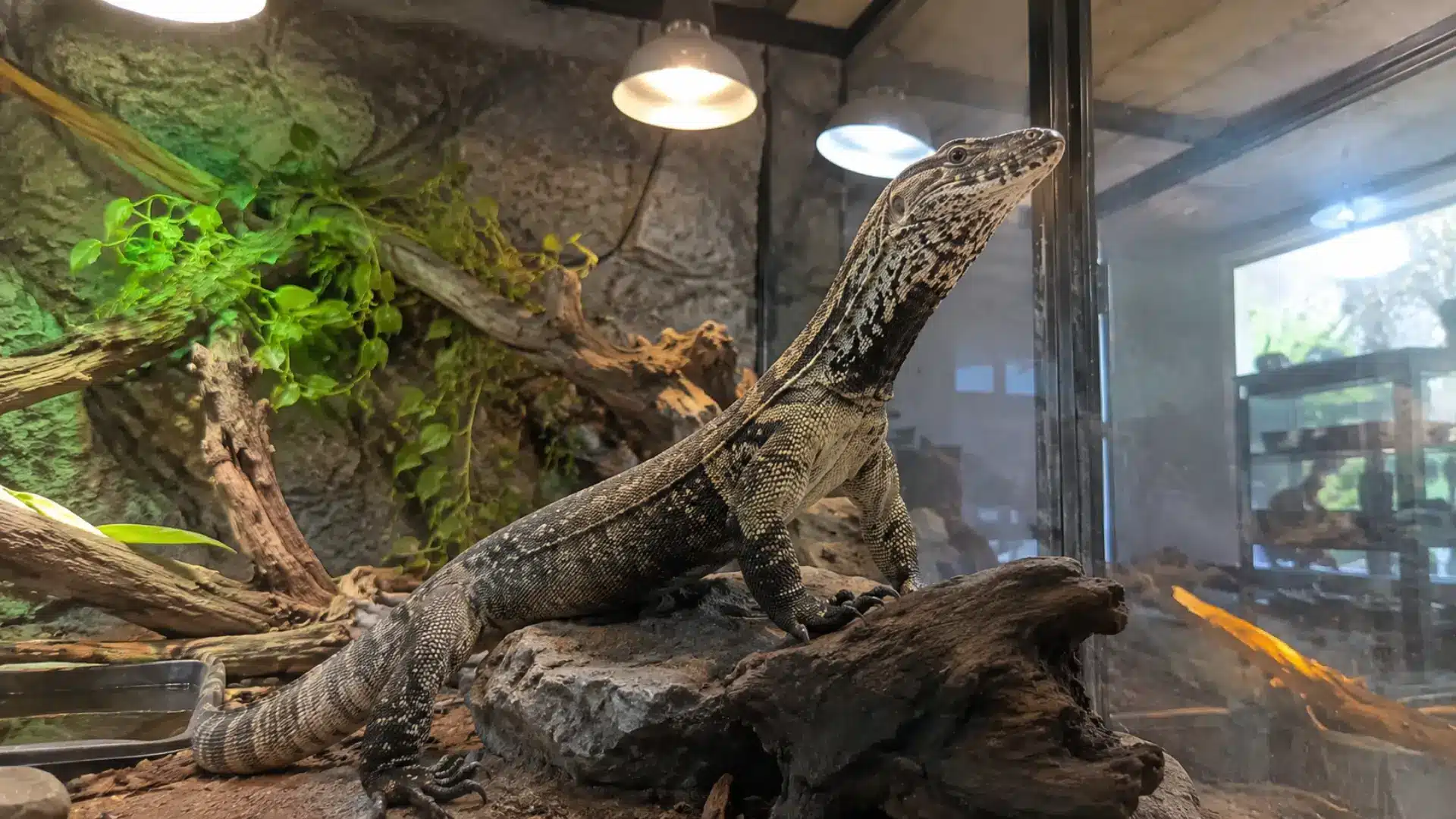 Large monitor lizard inside natural terrarium with rocks, branches, and heat lamps