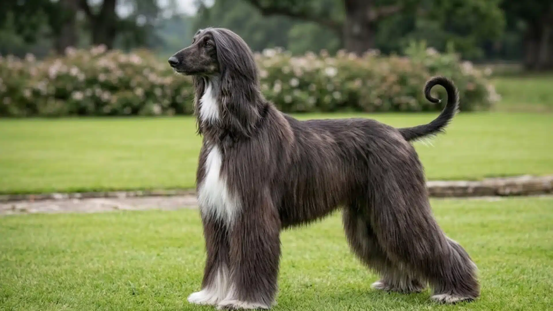 Long haired dark Afghan Hound standing on a green lawn with white chest fur and a curled tail