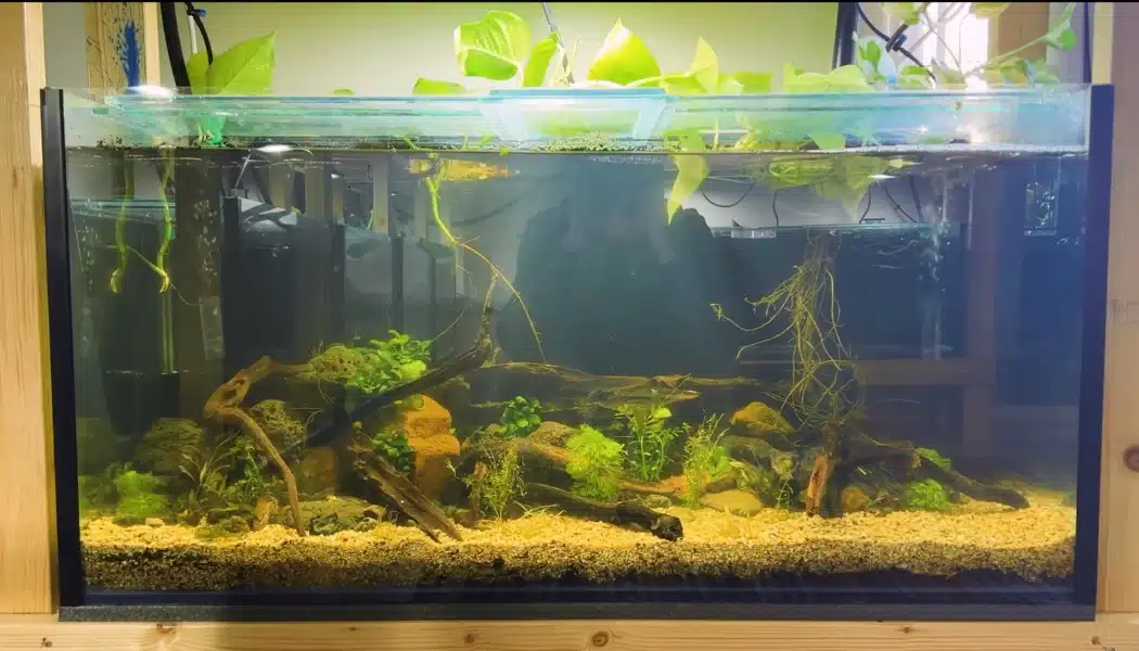 Low tech planted aquarium with driftwood, gravel, rooted plants, and floating pothos