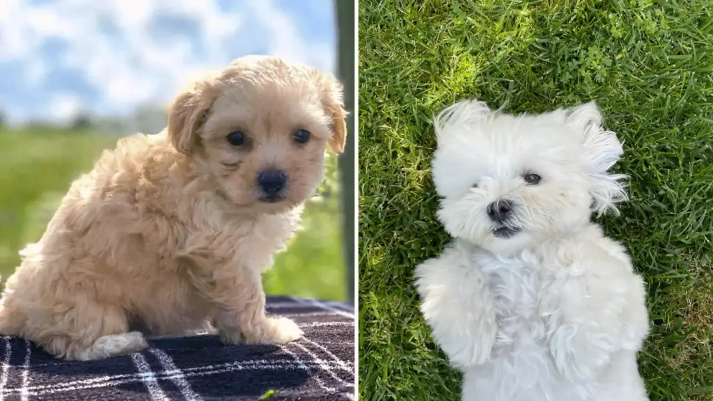 Maltipoo puppy beside a white Maltese dog resting on green grass