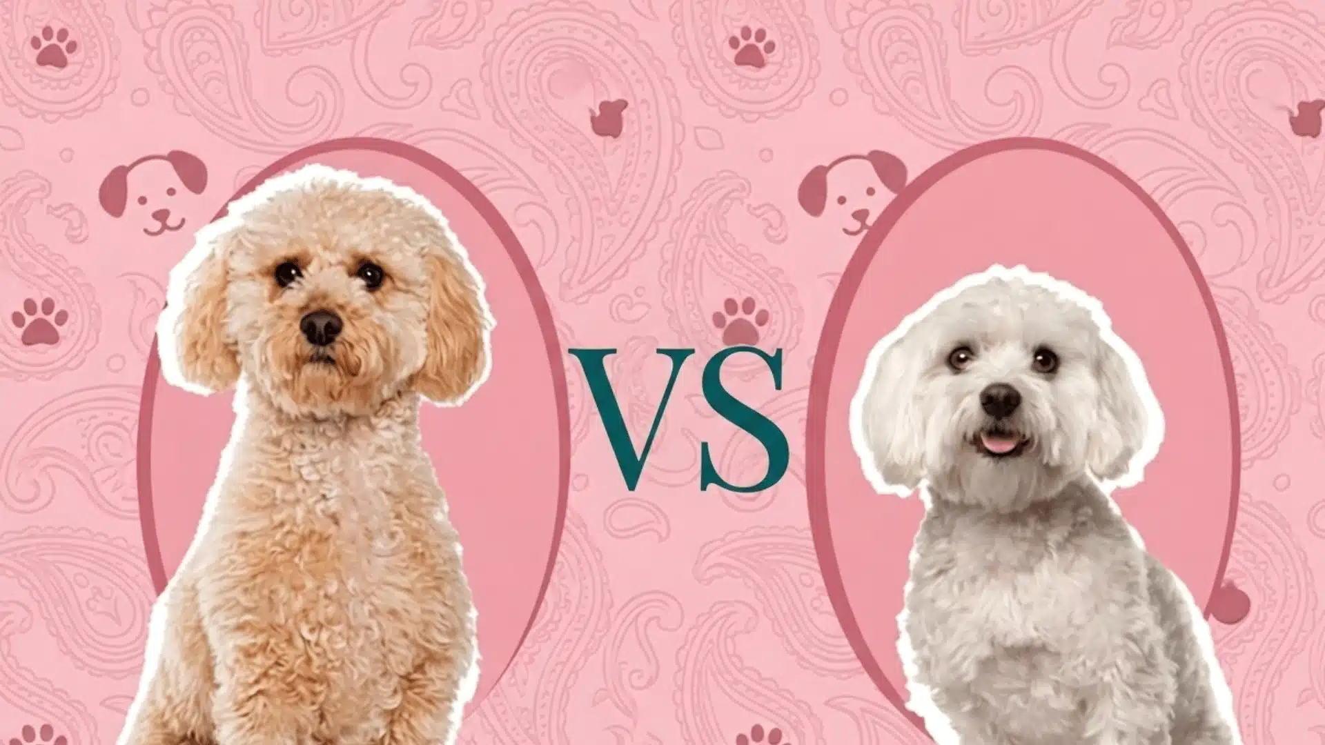 Maltipoo and Maltese comparison graphic with both dogs on a pink background