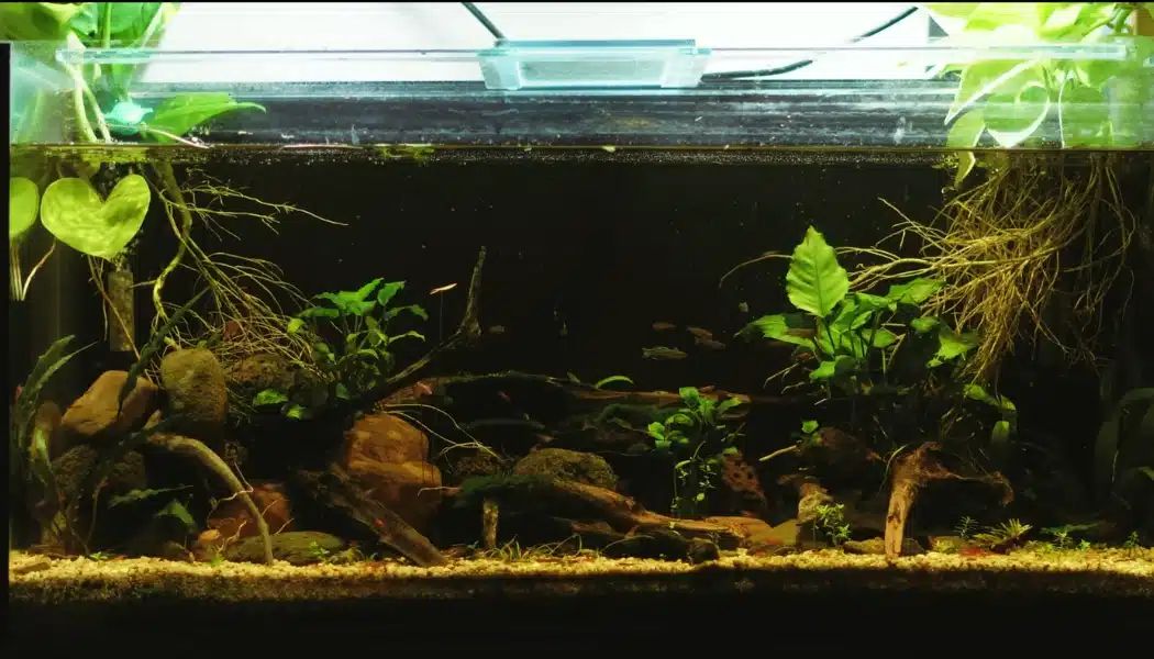 Mature low tech aquarium after months of simple maintenance and plant growth