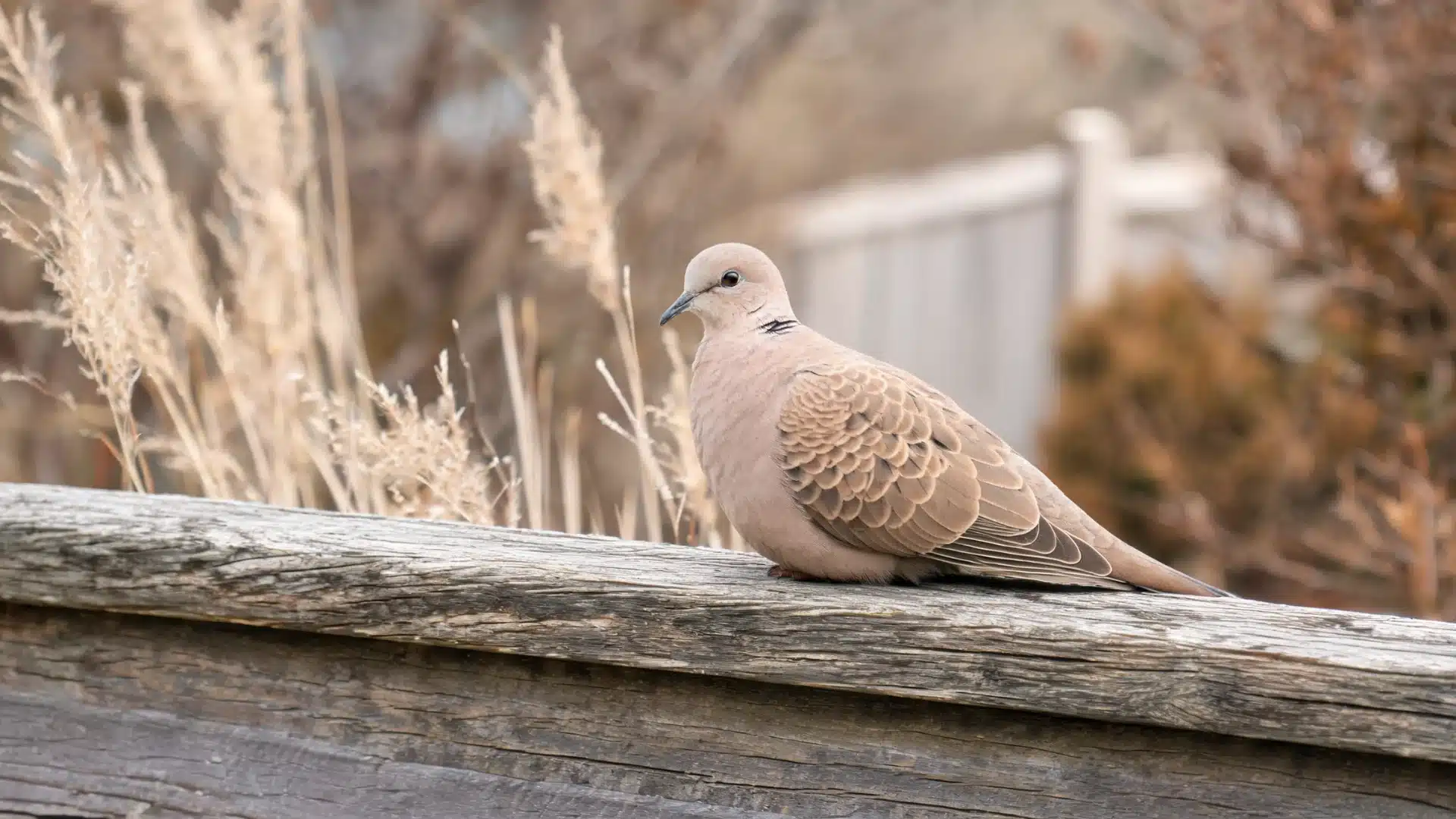 Mourning dove resting on a wooden fence