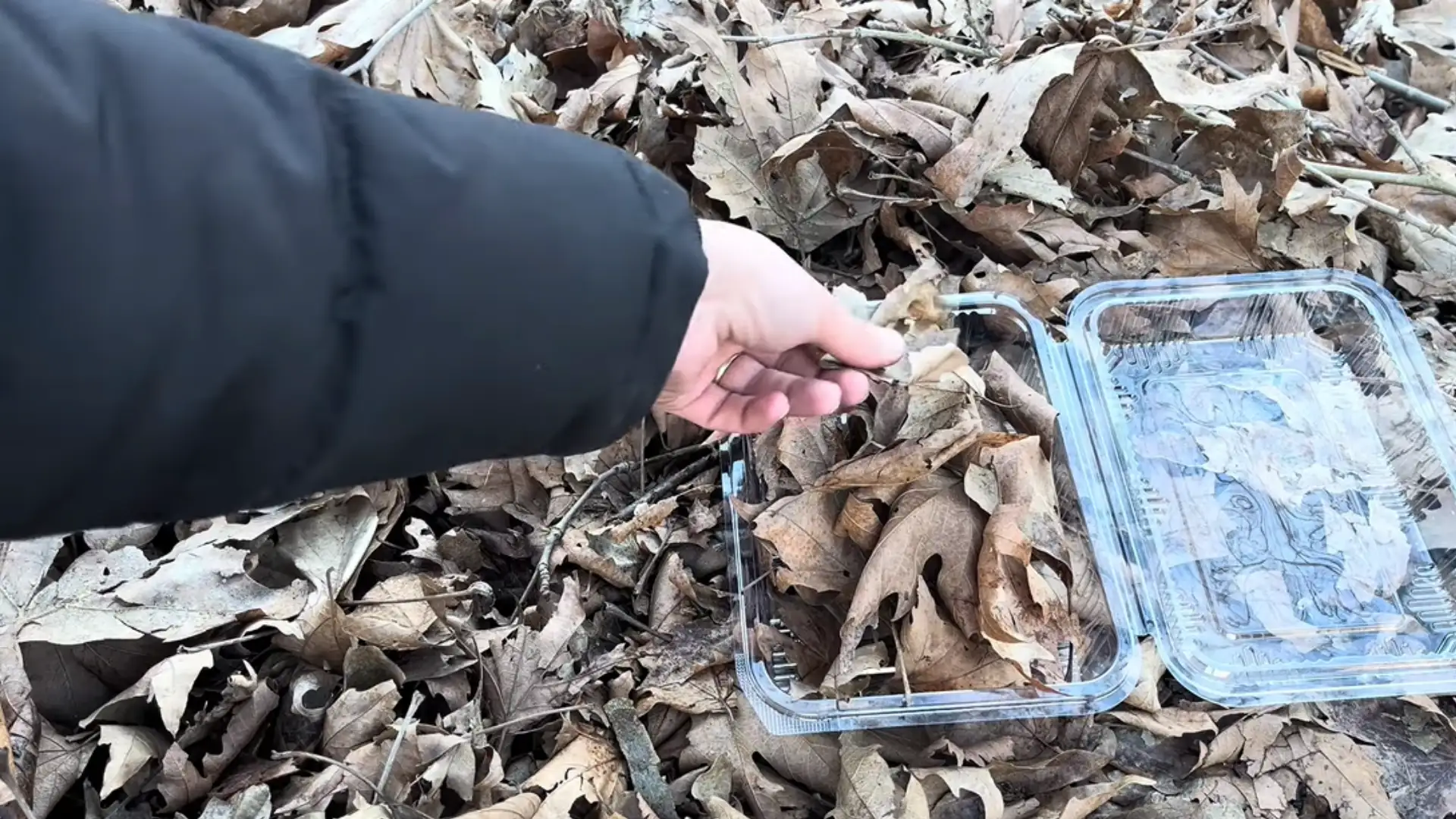 Natural leaves and small branches are gathered in a clear plastic container outdoors