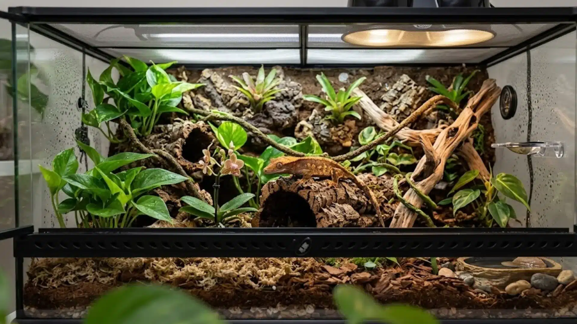 Natural terrarium setup with plants, wood branches, and reptile habitat inside glass enclosure