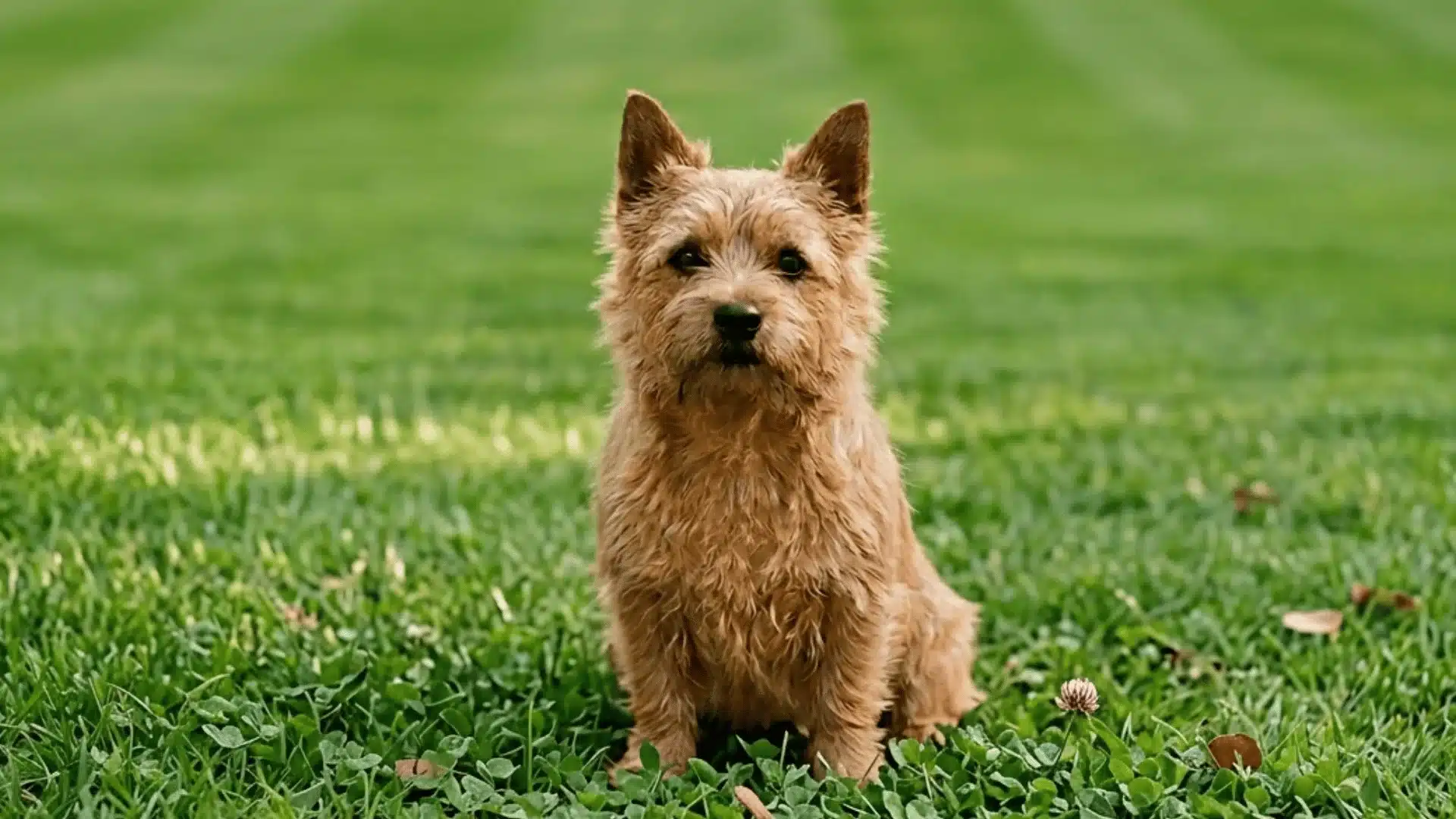 Norwich Terrier with a scruffy tan coat sitting on green grass outdoors