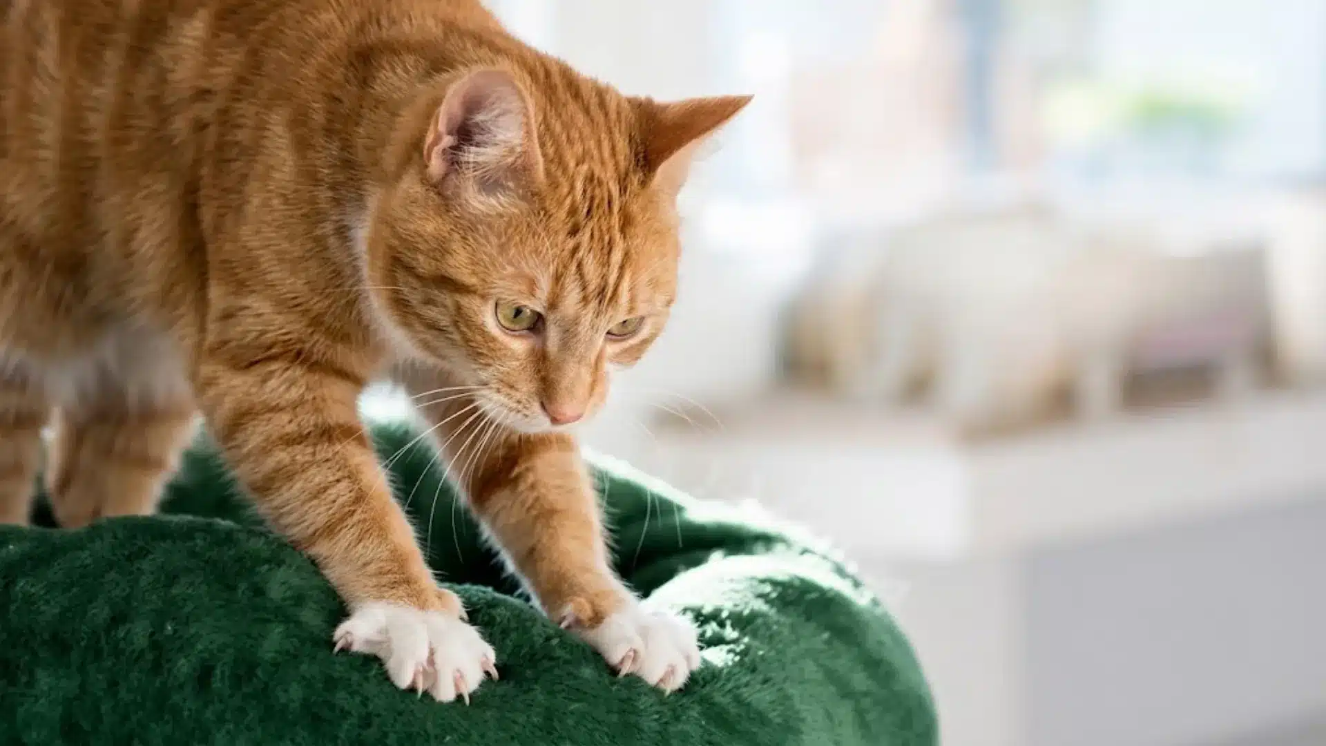 Orange cat kneading a green blanket in a bright room while looking calm