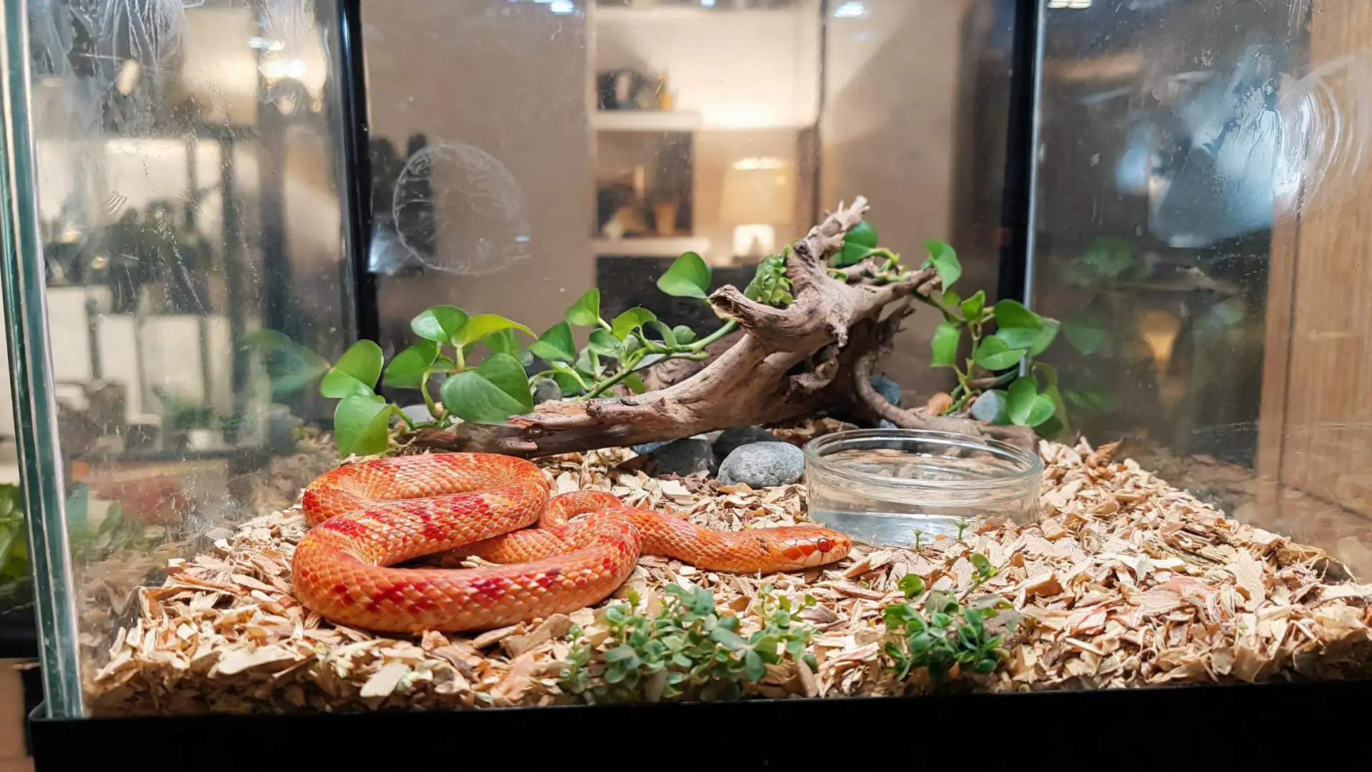 Orange corn snake resting inside a glass terrarium with wood bedding, plants, and water dish
