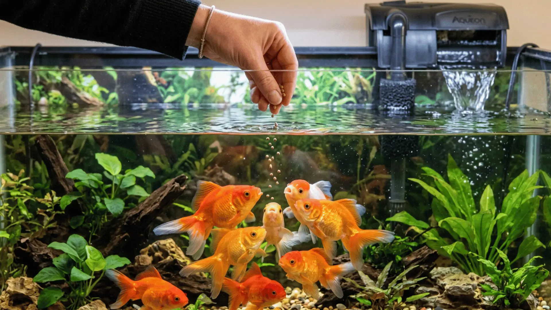 Orange goldfish eagerly swimming up to eat small pellets in a clean planted aquarium, healthy and active