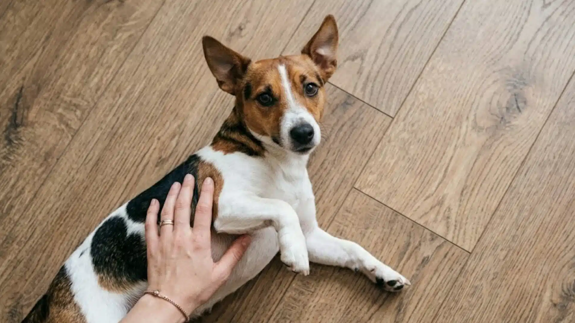 Person gently touching a small dog lying on wooden floor during a stomach check at home