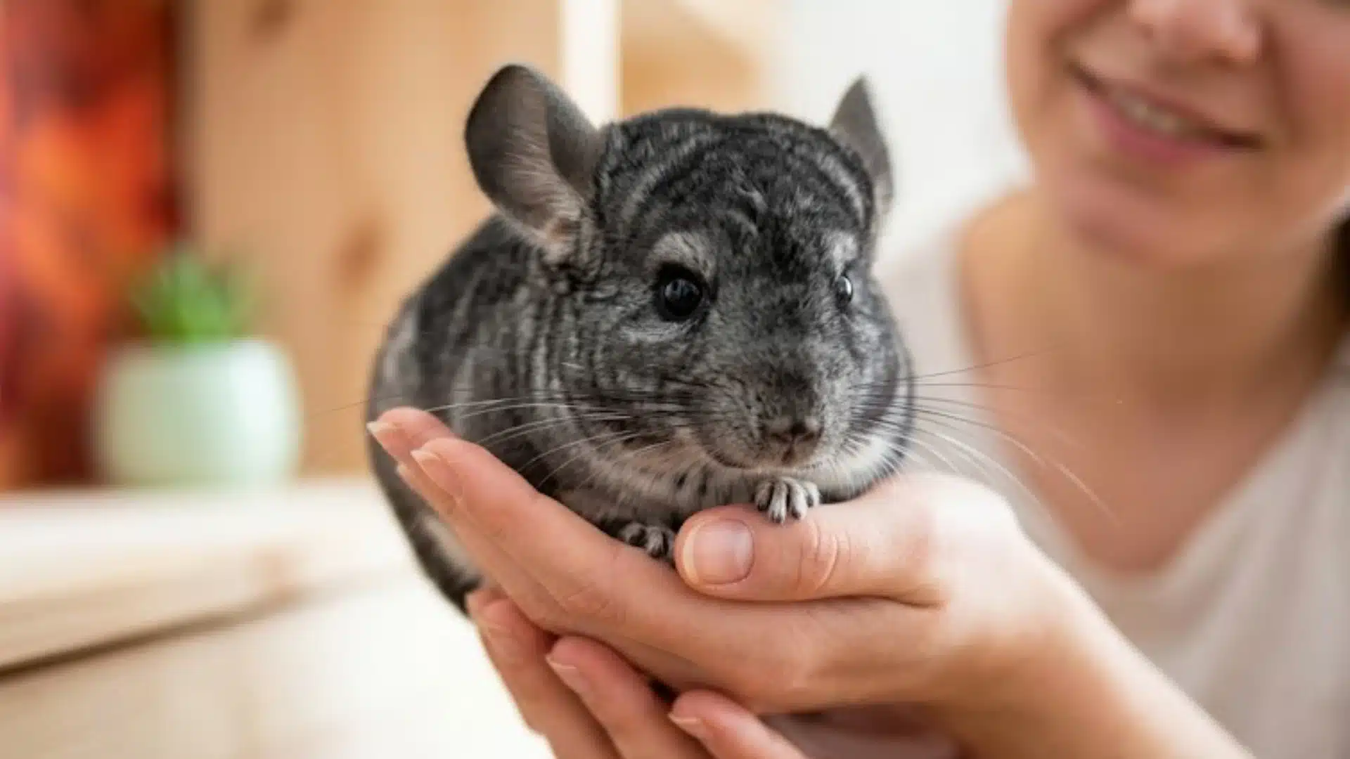 Person holding a chinchilla indoors during gentle pet bonding time