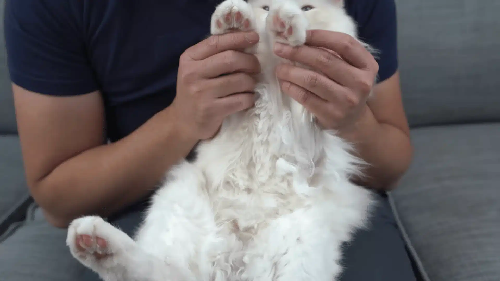 Person gently holding a white cat’s paws during calm nail care practice at home