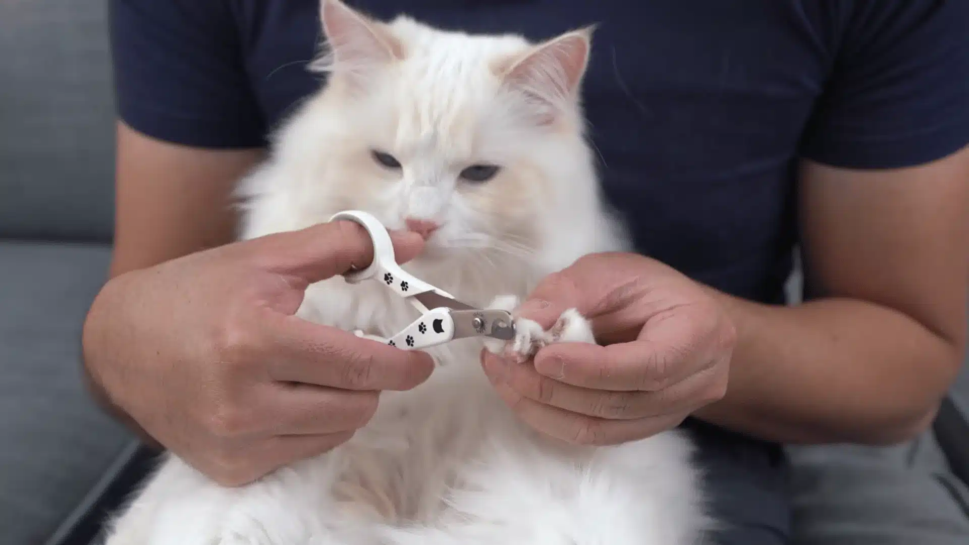 Person trimming a white cat’s claw with pet nail clippers while holding the paw gently