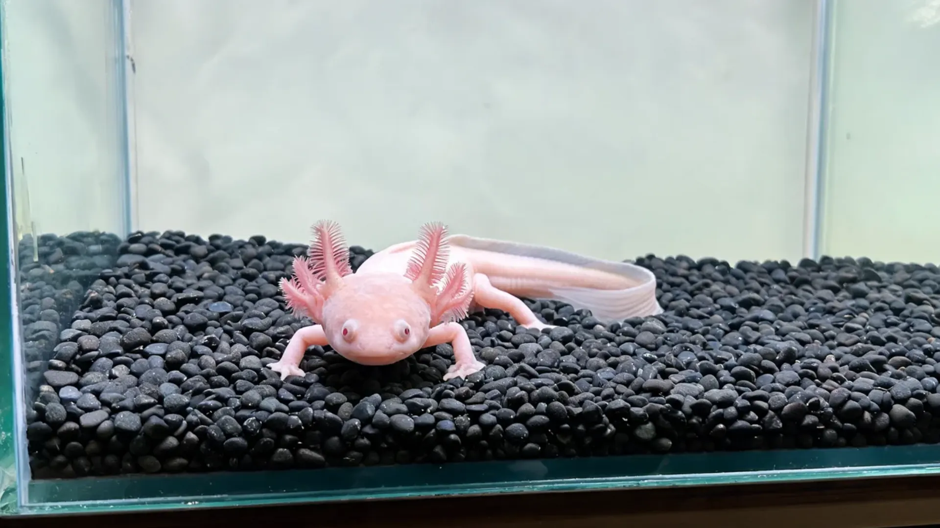 Pink axolotl resting on black aquarium stones inside a clear glass fish tank.