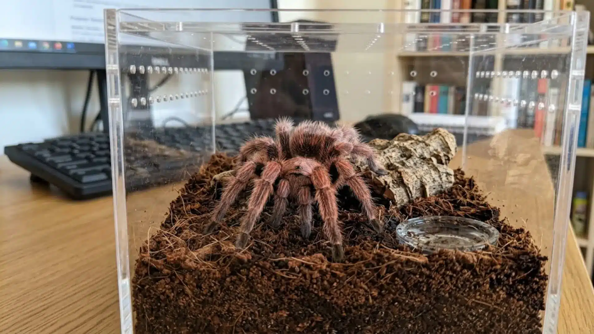 Pink tarantula inside a clear acrylic terrarium with soil, bark, and a water dish on a desk