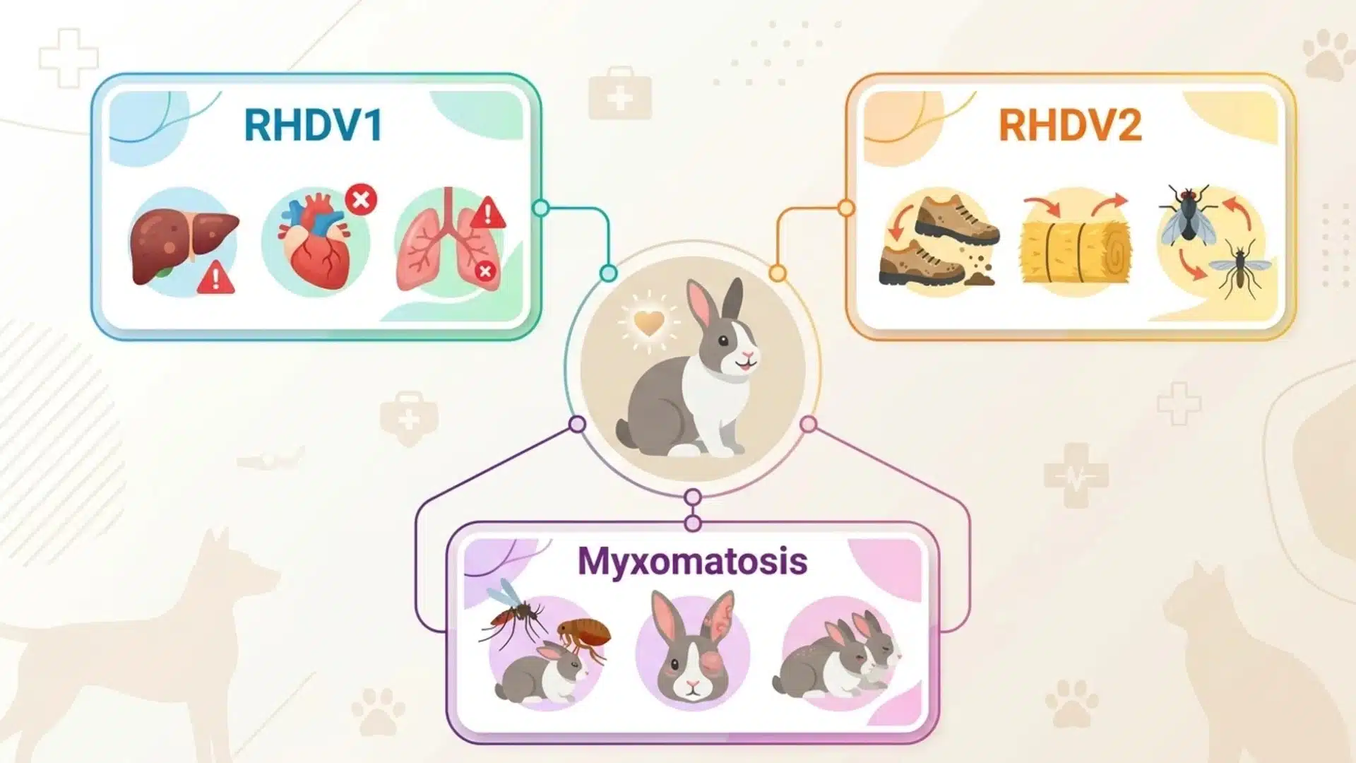 Rabbit disease infographic showing RHDV1, RHDV2, and Myxomatosis and a healthy rabbit at the center of the diagram