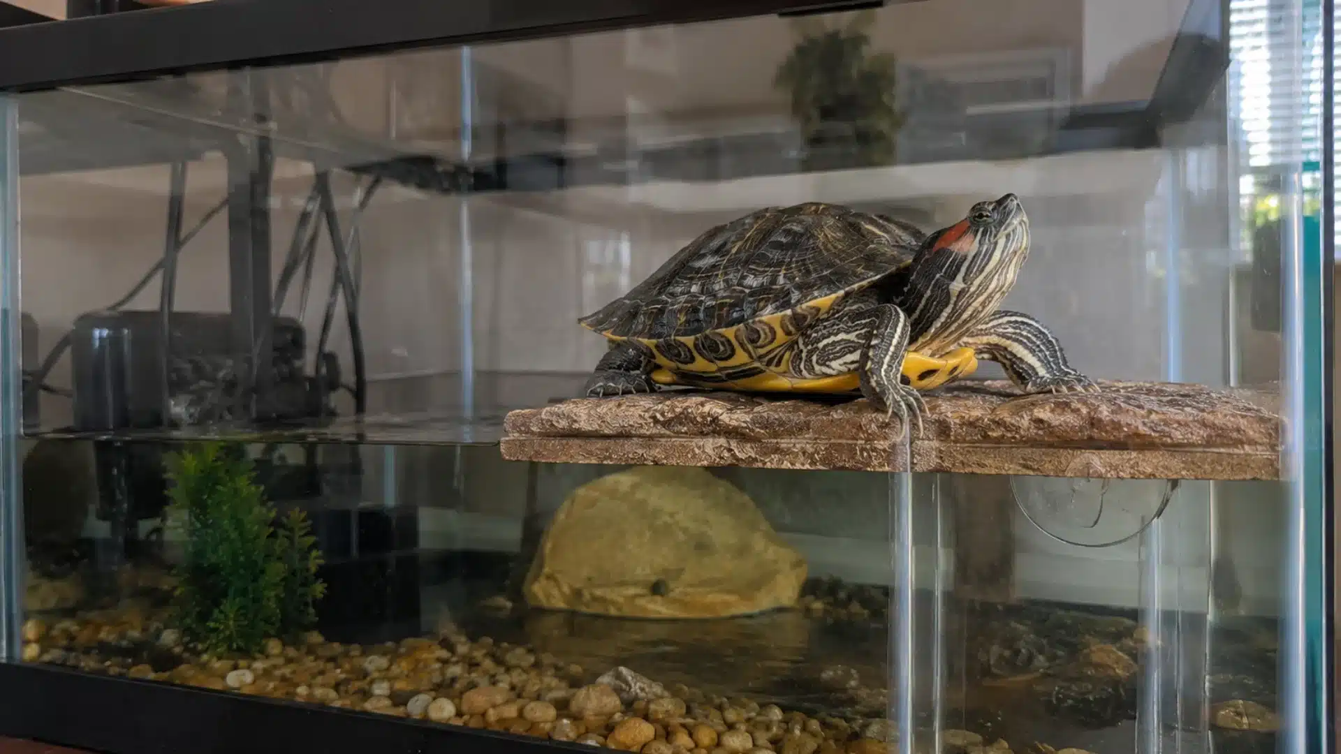 Red-eared slider turtle basking on platform inside home aquarium with rocks and water plants
