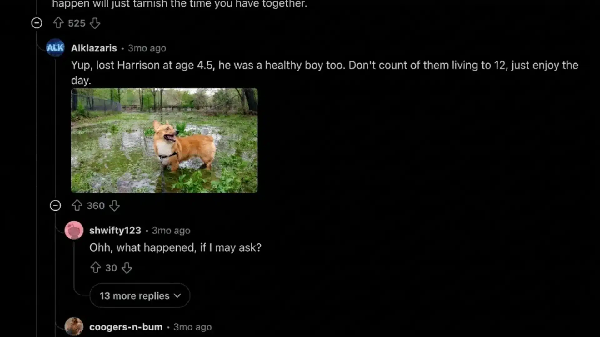 Reddit discussion screenshot about a Corgi’s life expectancy and owner experiences