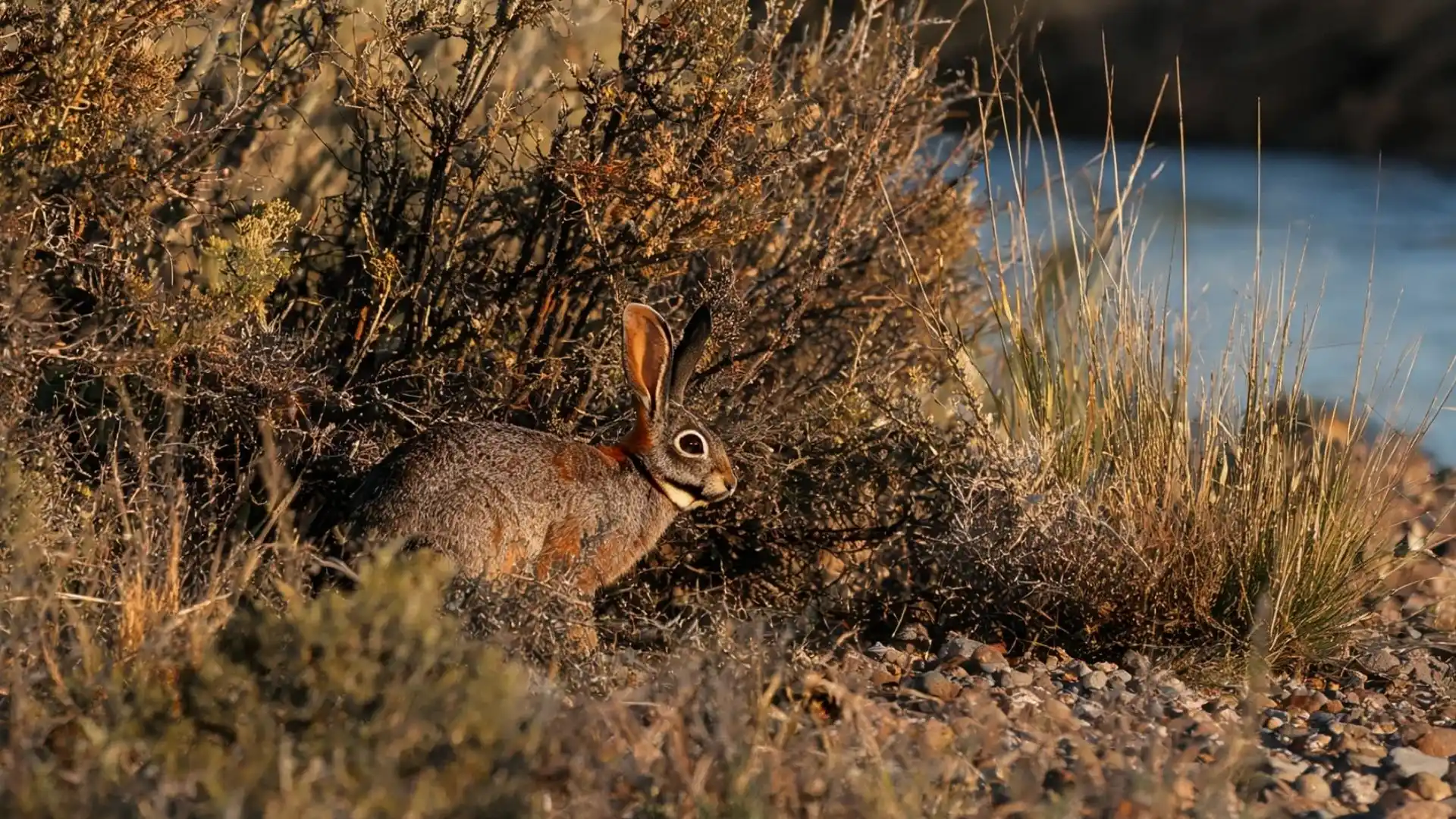 Riverine rabbit moving through dry riverside scrub with tall grass, rocky soil, and water in the background