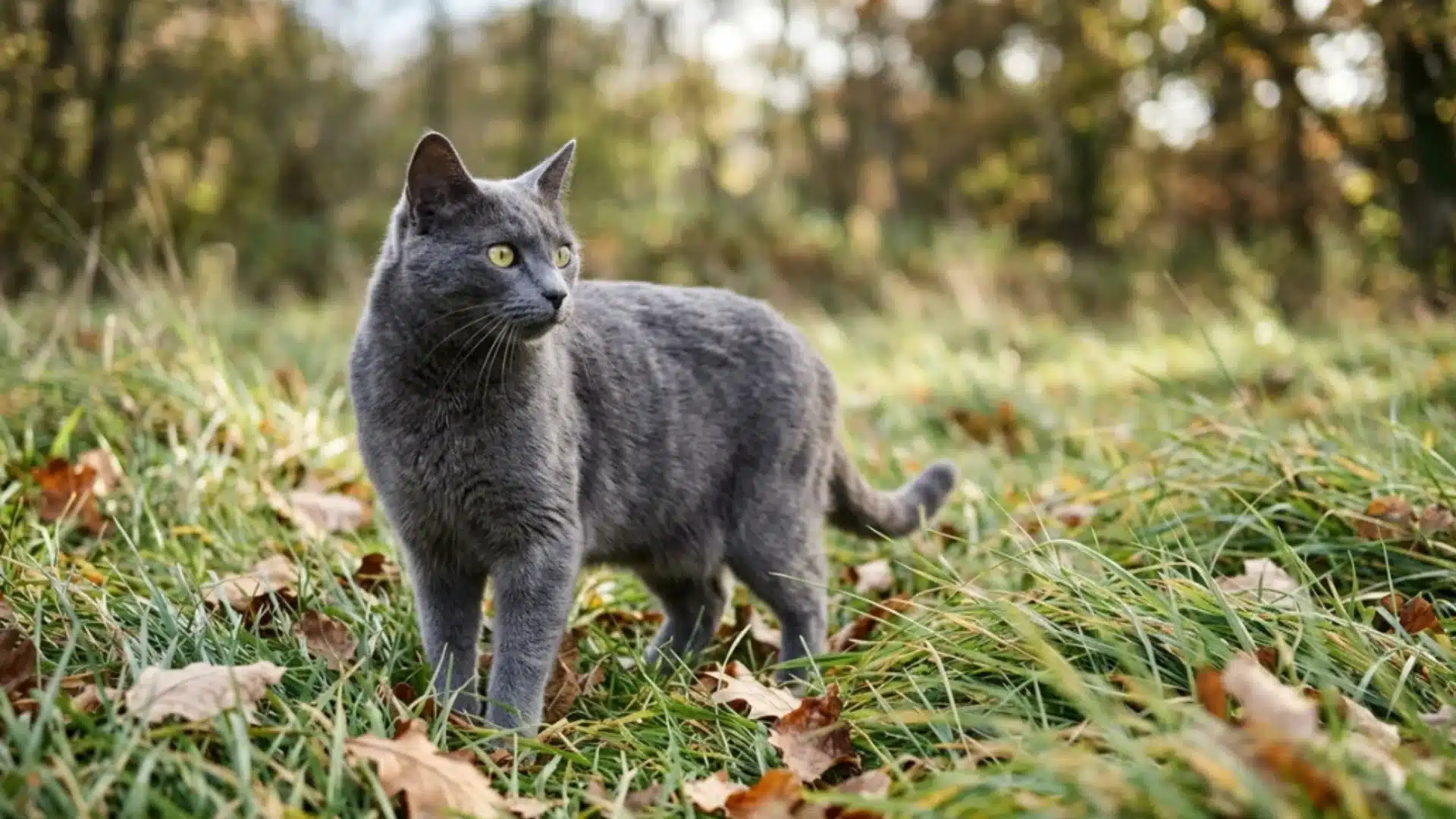 Russian Blue cat in grass