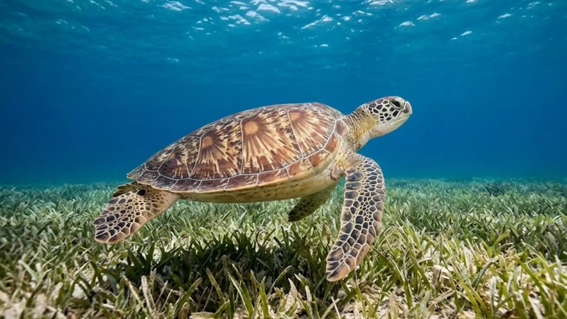 Sea turtle swimming over seagrass in clear blue ocean water with a patterned shell and flippers