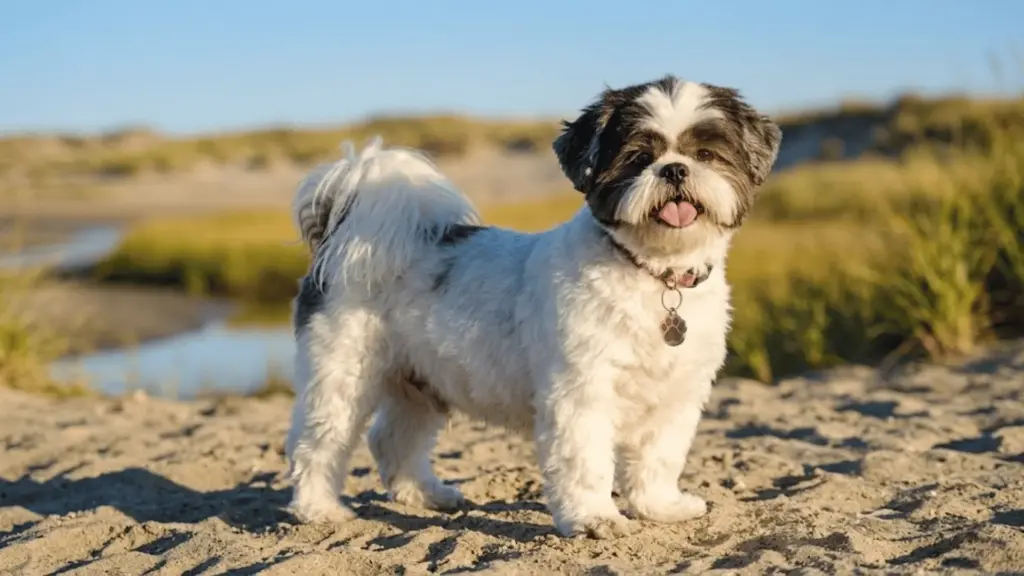 Shih Tzu standing on a sandy beach with a happy expression and curled tail
