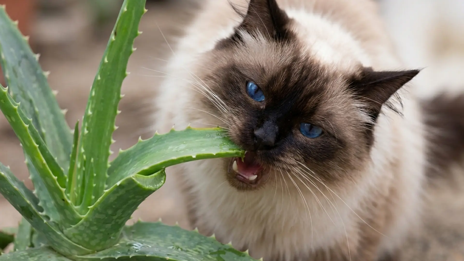 Siamese cat biting a green aloe vera leaf in a garden close up