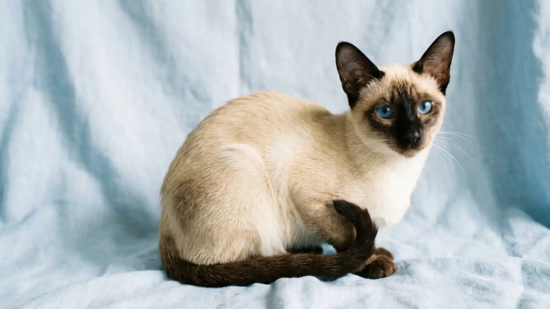 Siamese cat on blue blanket