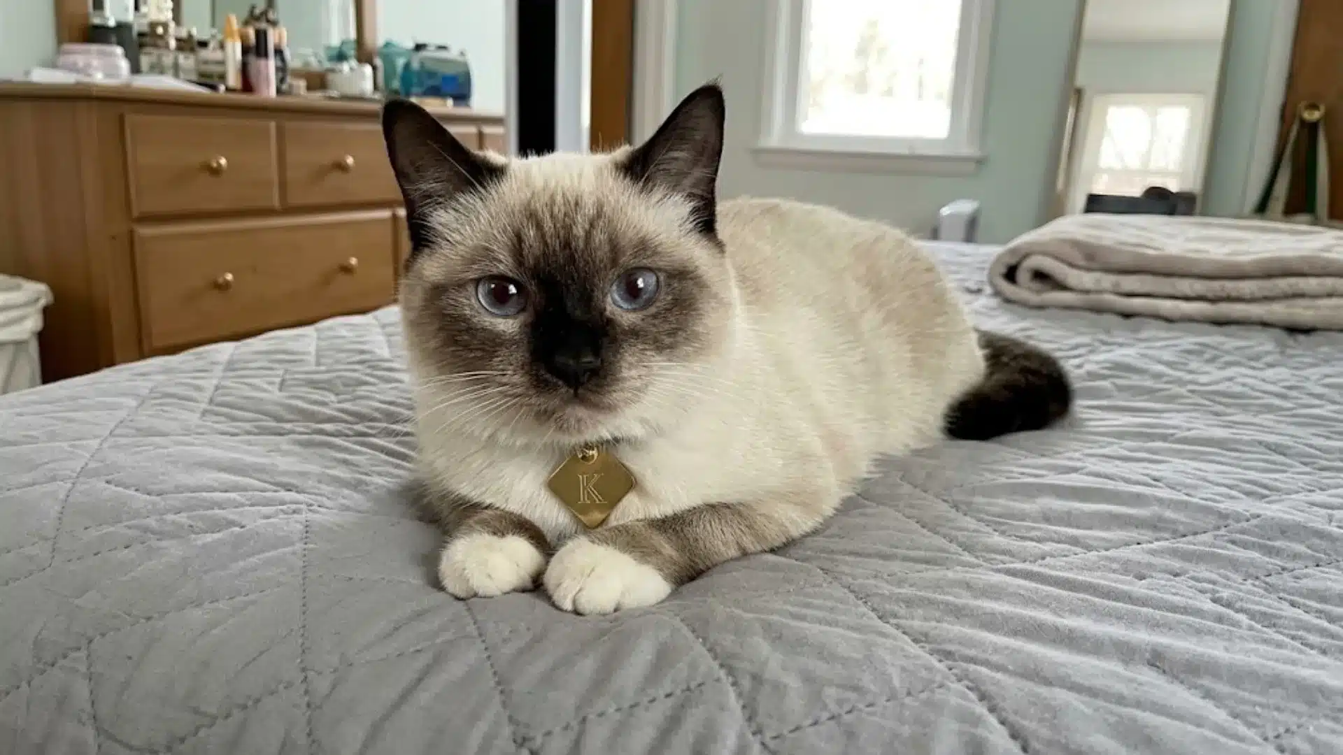 Siamese cat with blue eyes resting on a gray bed in a bedroom
